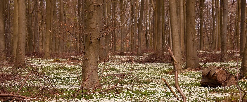 10. hét - még tél van