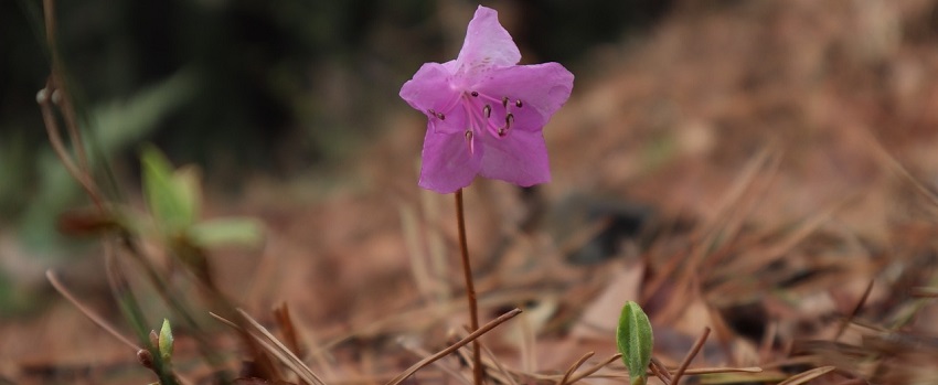 11. hét - készülődik a tavasz