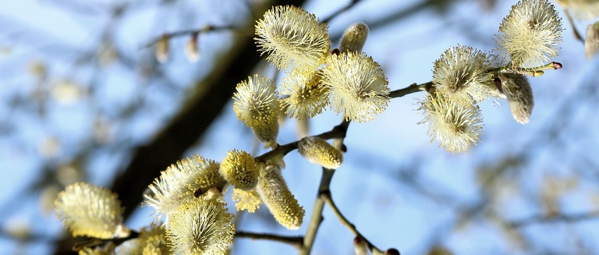 12. hét - már nyílik a barka